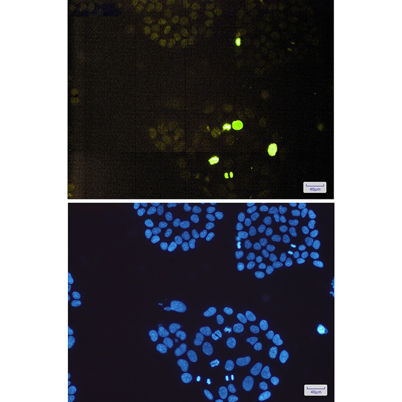H3C1 Antibody
