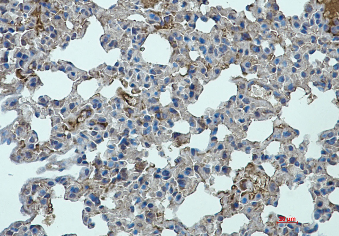 Stat2 Antibody