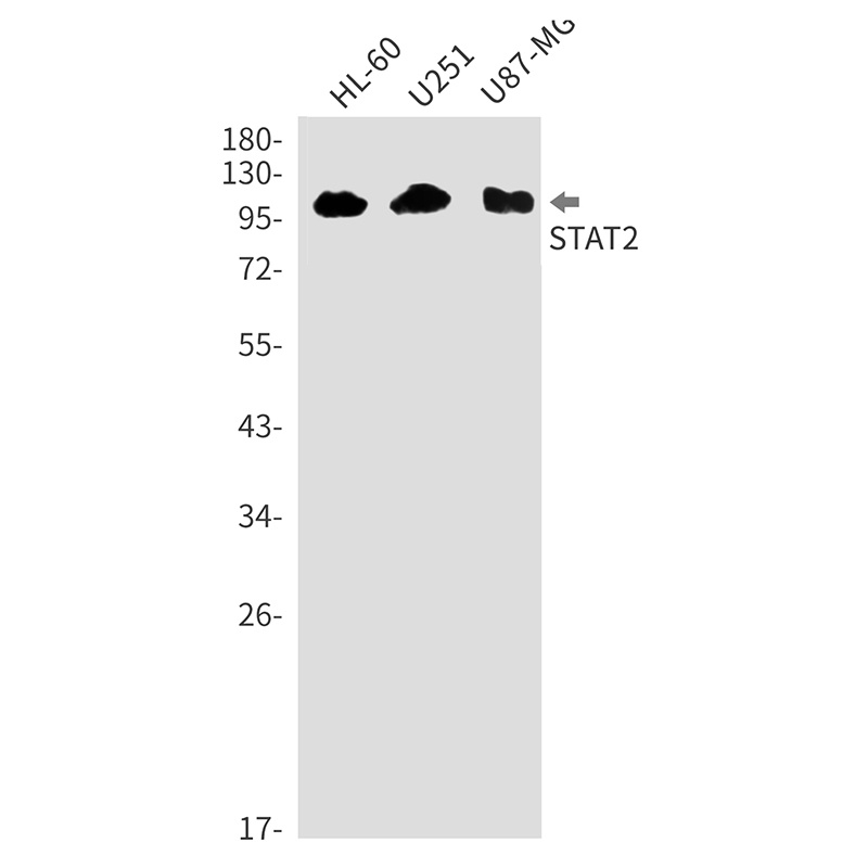 Stat2 Antibody