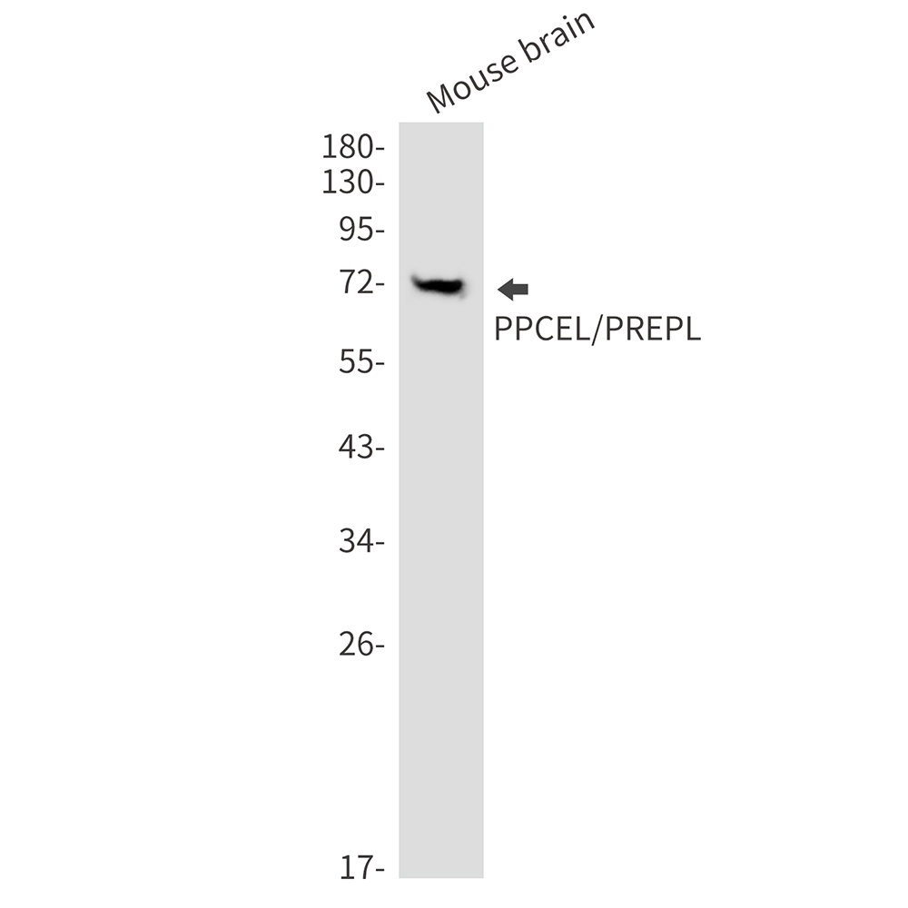PREPL Antibody