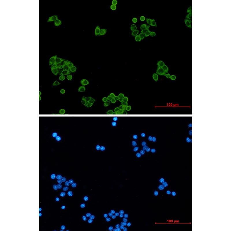 PRDX1 Antibody