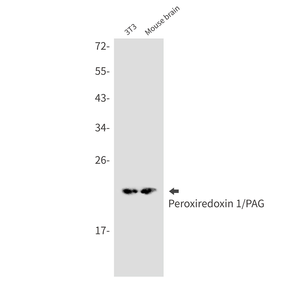 PRDX1 Antibody