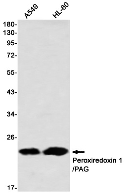 PRDX1 Antibody