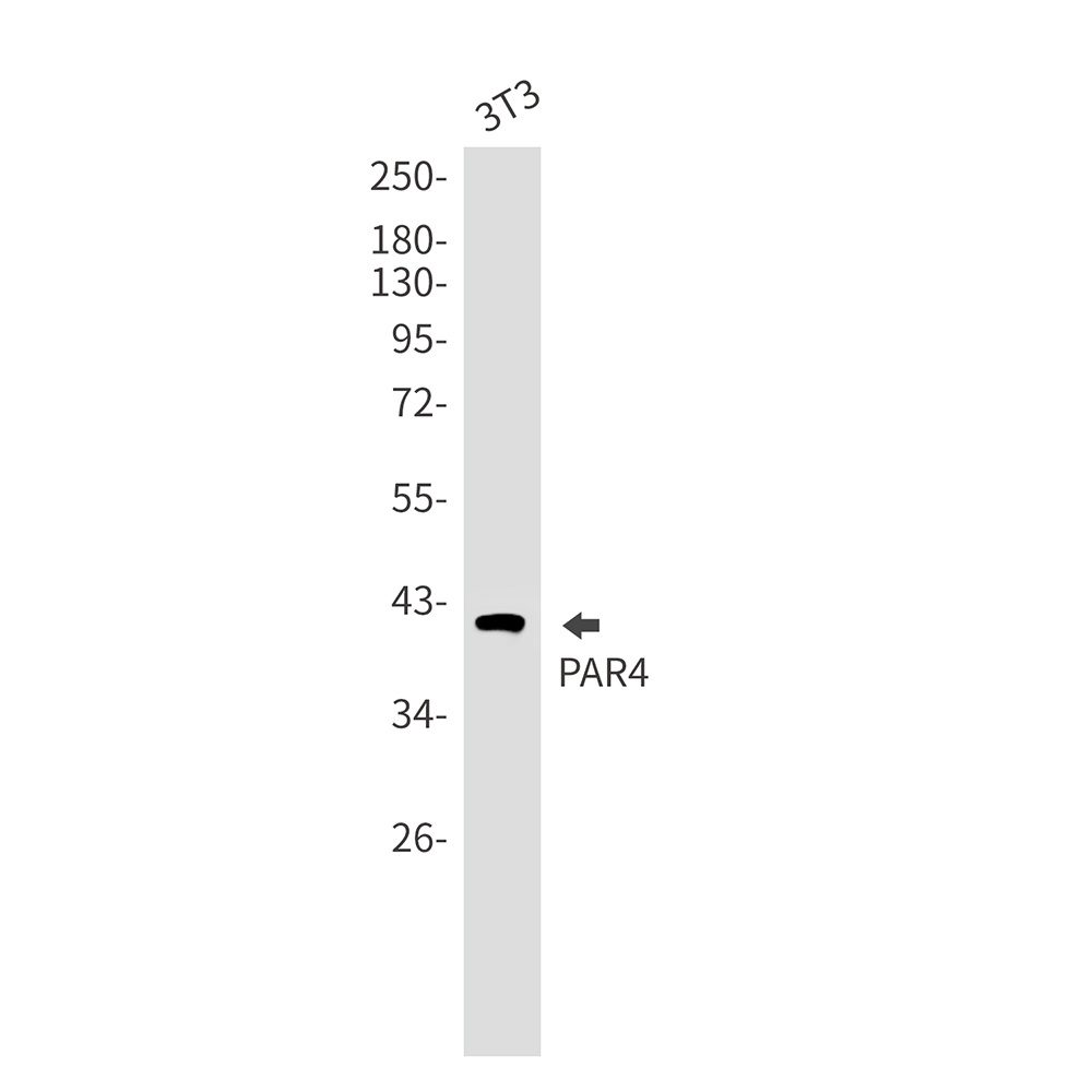PAWR Antibody