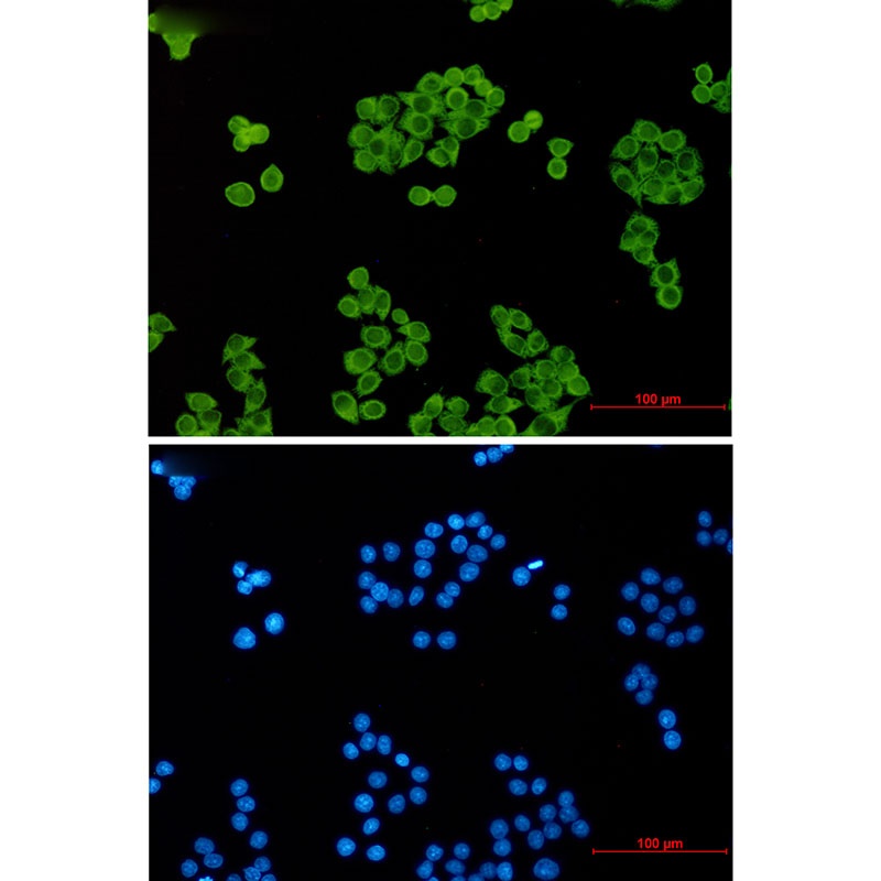 PTGES3 Antibody
