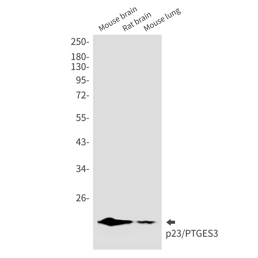 PTGES3 Antibody