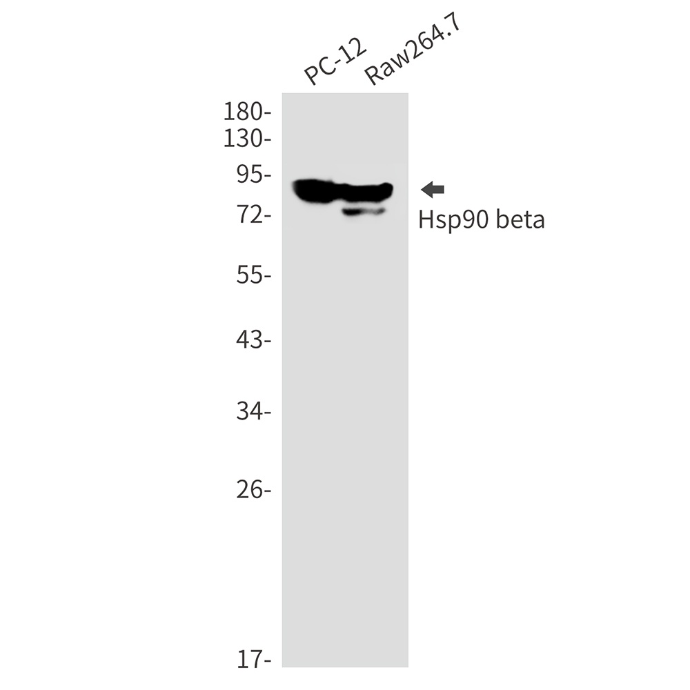 HSP90AB1 Antibody