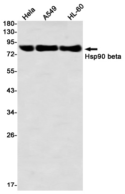 HSP90AB1 Antibody