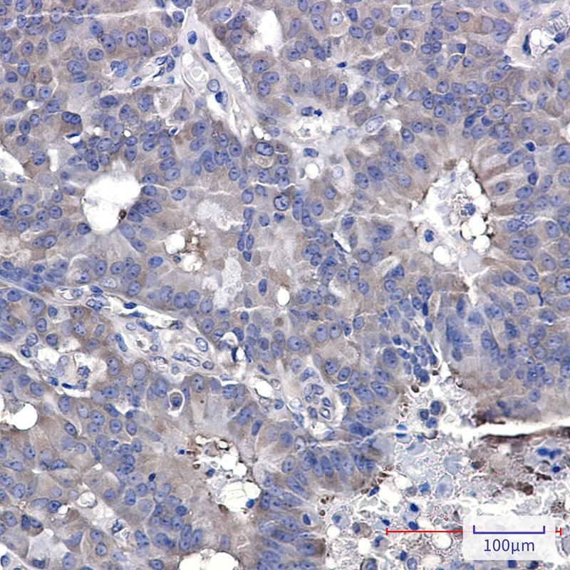 HSP90AB1 Antibody