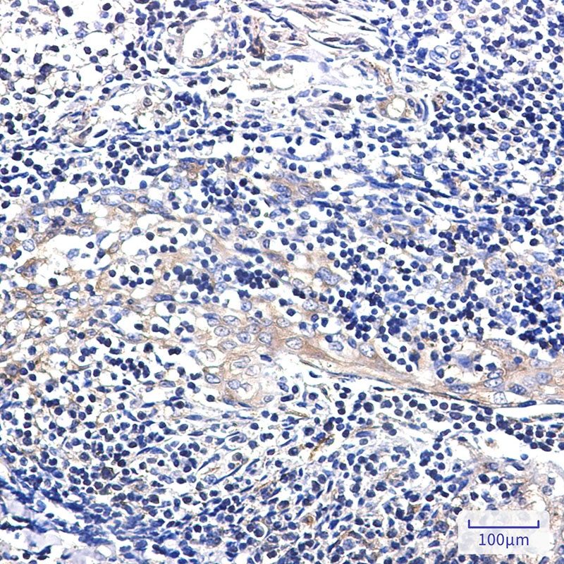 PA2G4 Antibody