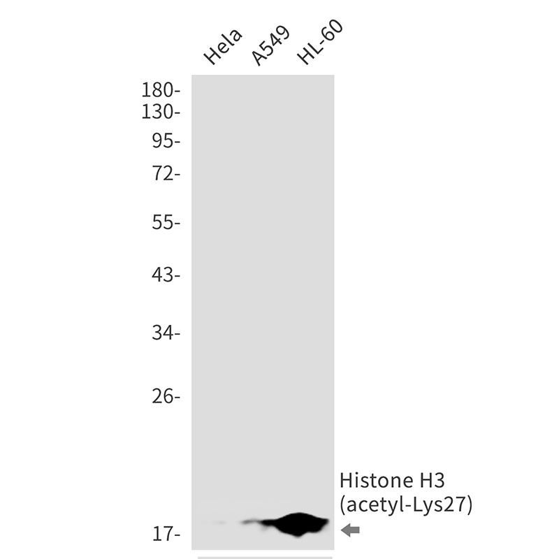 H3C1 Antibody