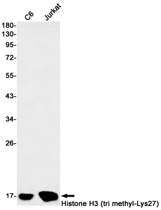 H3C1 Antibody