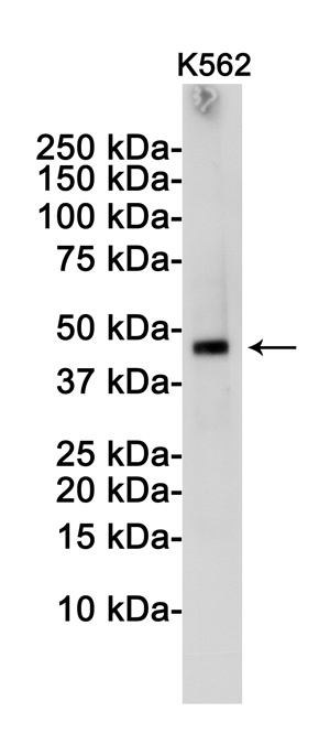 TSG101 Antibody