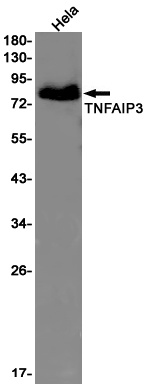 TNFAIP3 Antibody