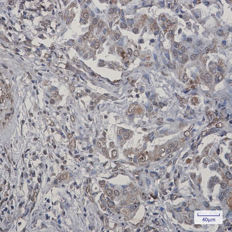 TNFAIP3 Antibody