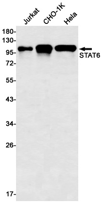 STAT6 Antibody