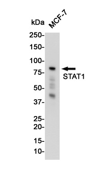 STAT1 Antibody