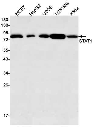 STAT1 Antibody