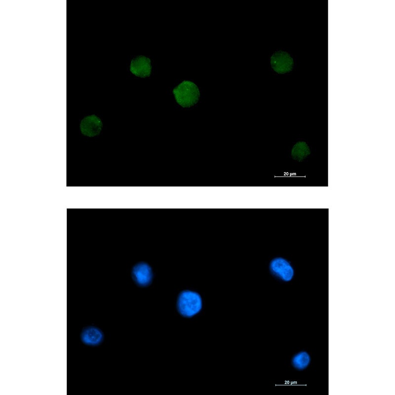RAVER2 Antibody
