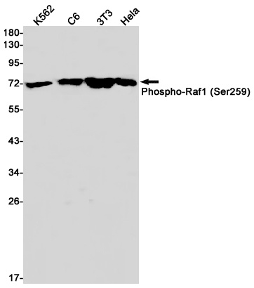 RAF1 Antibody