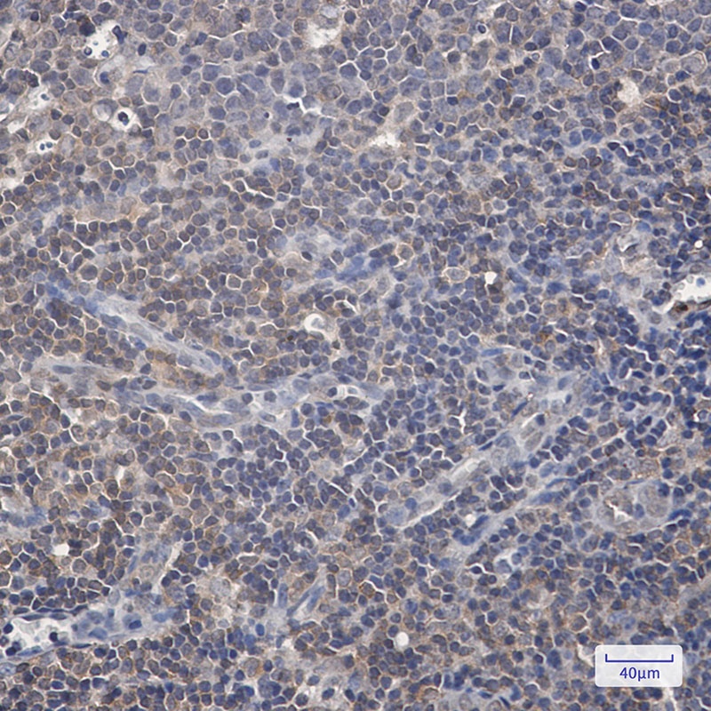 RAF1 Antibody