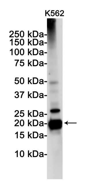 BBC3 Antibody