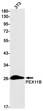 PEX11B Antibody