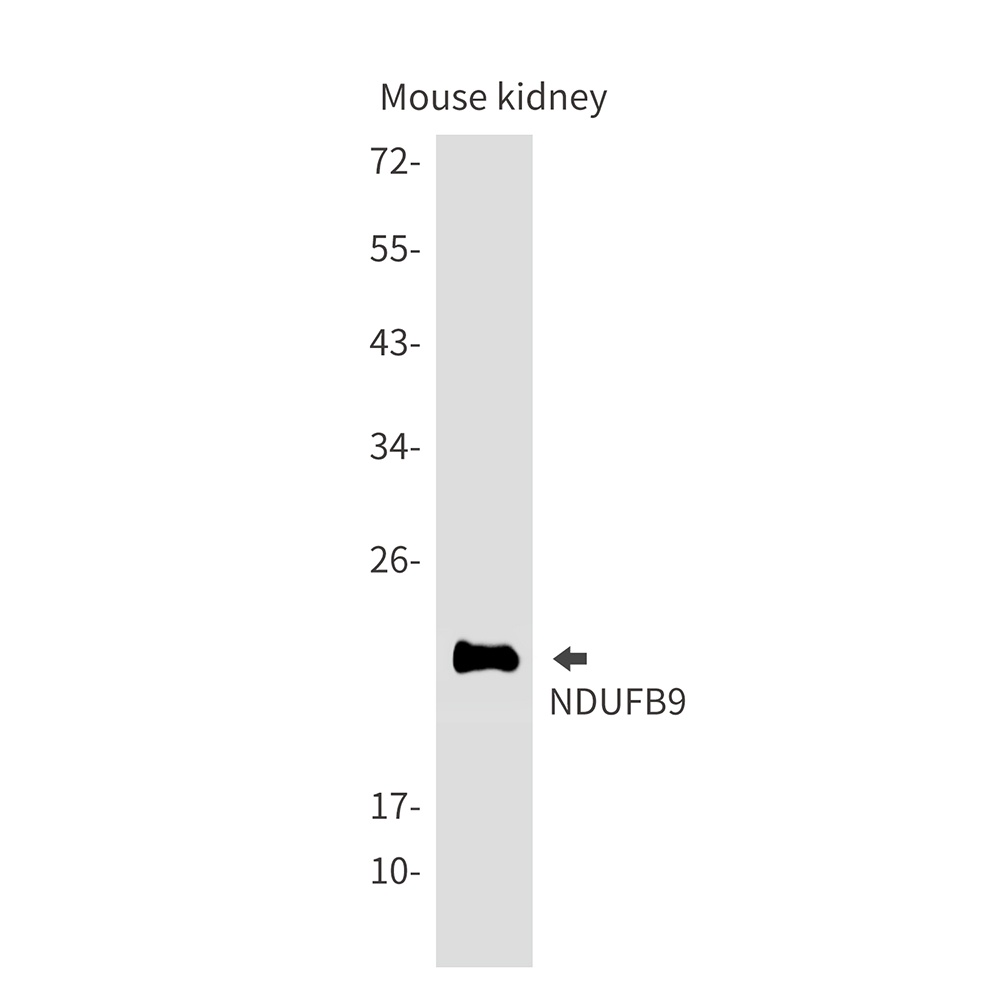 NDUFB9 Antibody