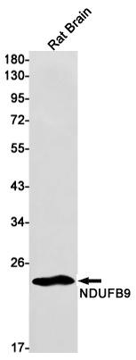 NDUFB9 Antibody