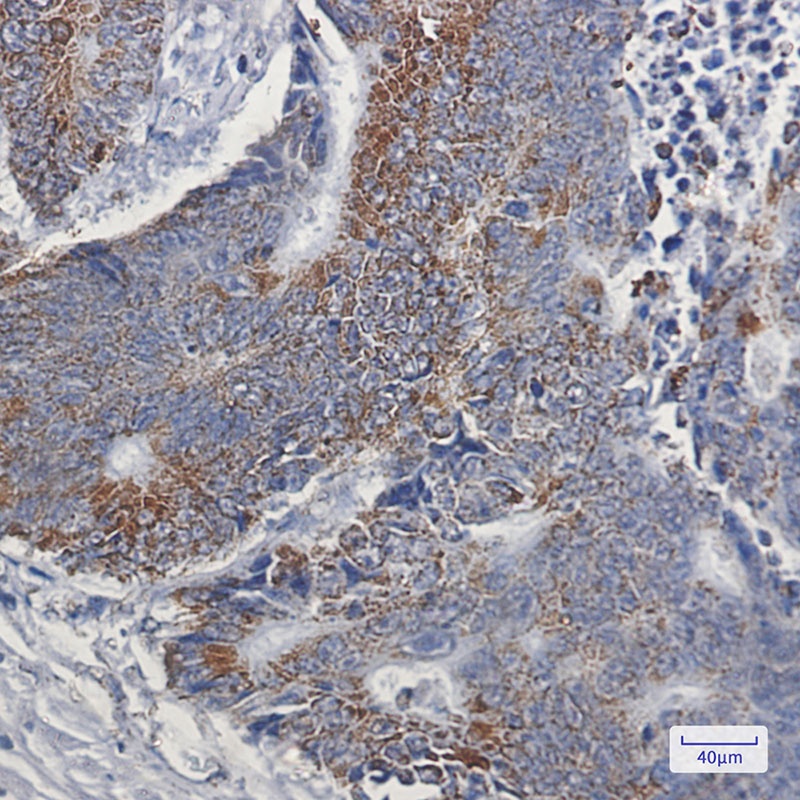 NDUFB9 Antibody