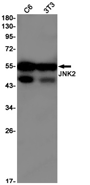 MAPK9 Antibody
