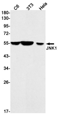 MAPK8 Antibody