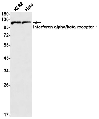 IFNAR1 Antibody