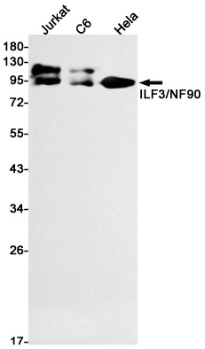 ILF3 Antibody