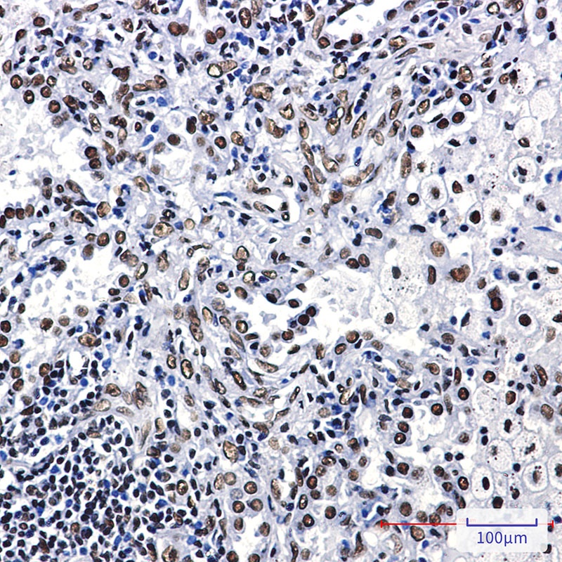 ILF3 Antibody