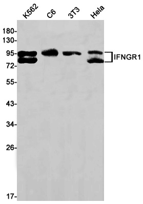 IFNGR1 Antibody