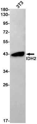 IDH2 Antibody