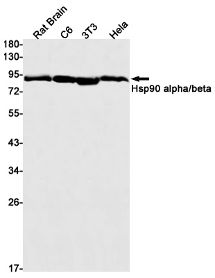 HSP90AA1/HSP90AB1 Antibody