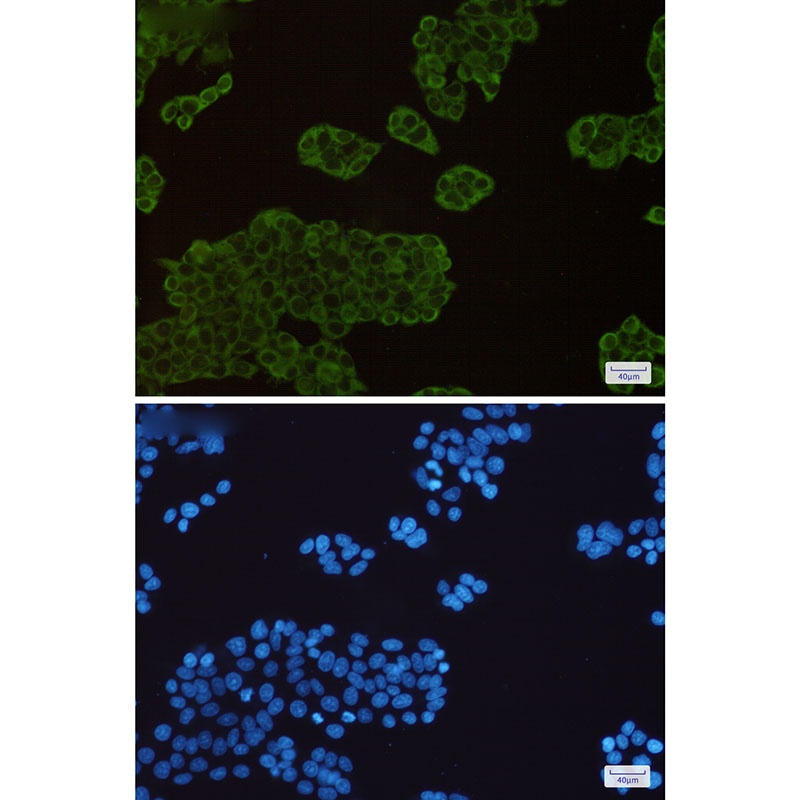 HSP90AA1/HSP90AB1 Antibody