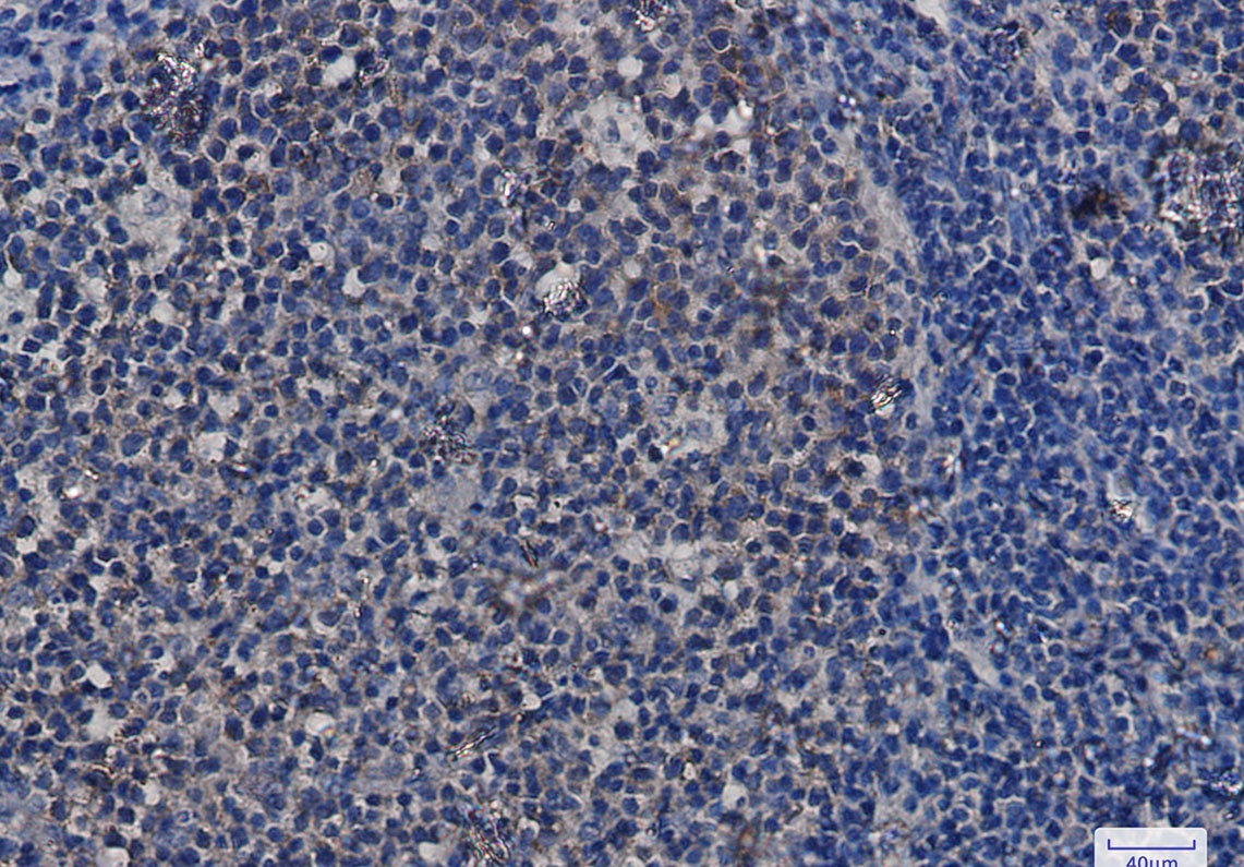 HSP90AA1/HSP90AB1 Antibody