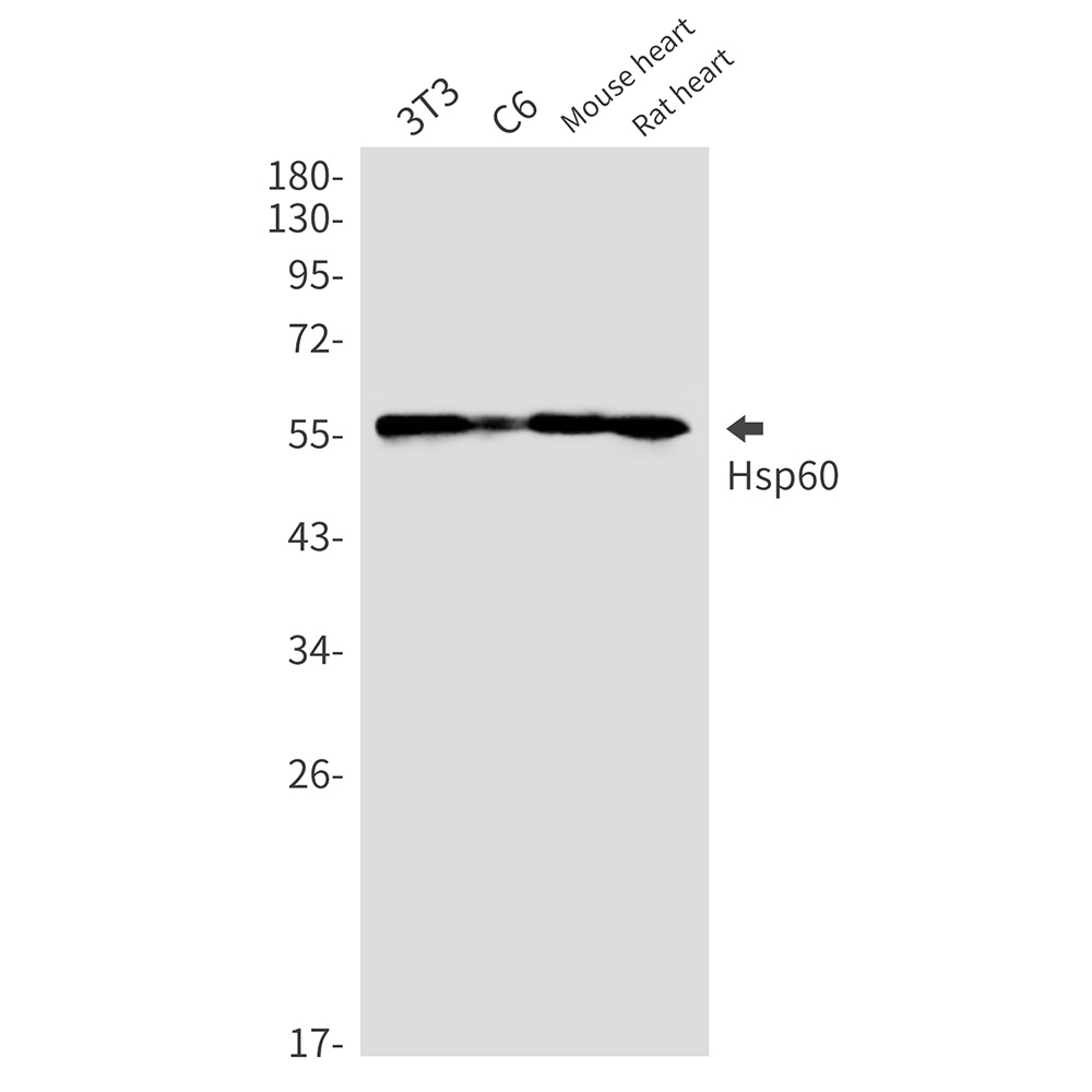 HSPD1 Antibody