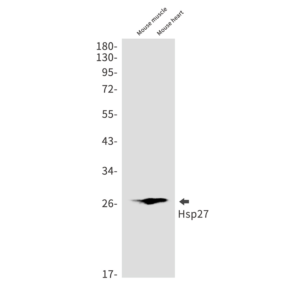 HSPB1 Antibody