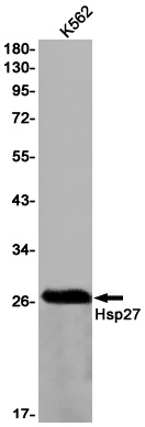 HSPB1 Antibody