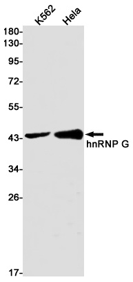 RBMX Antibody