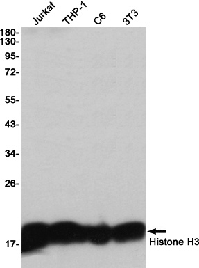 H3C1 Antibody