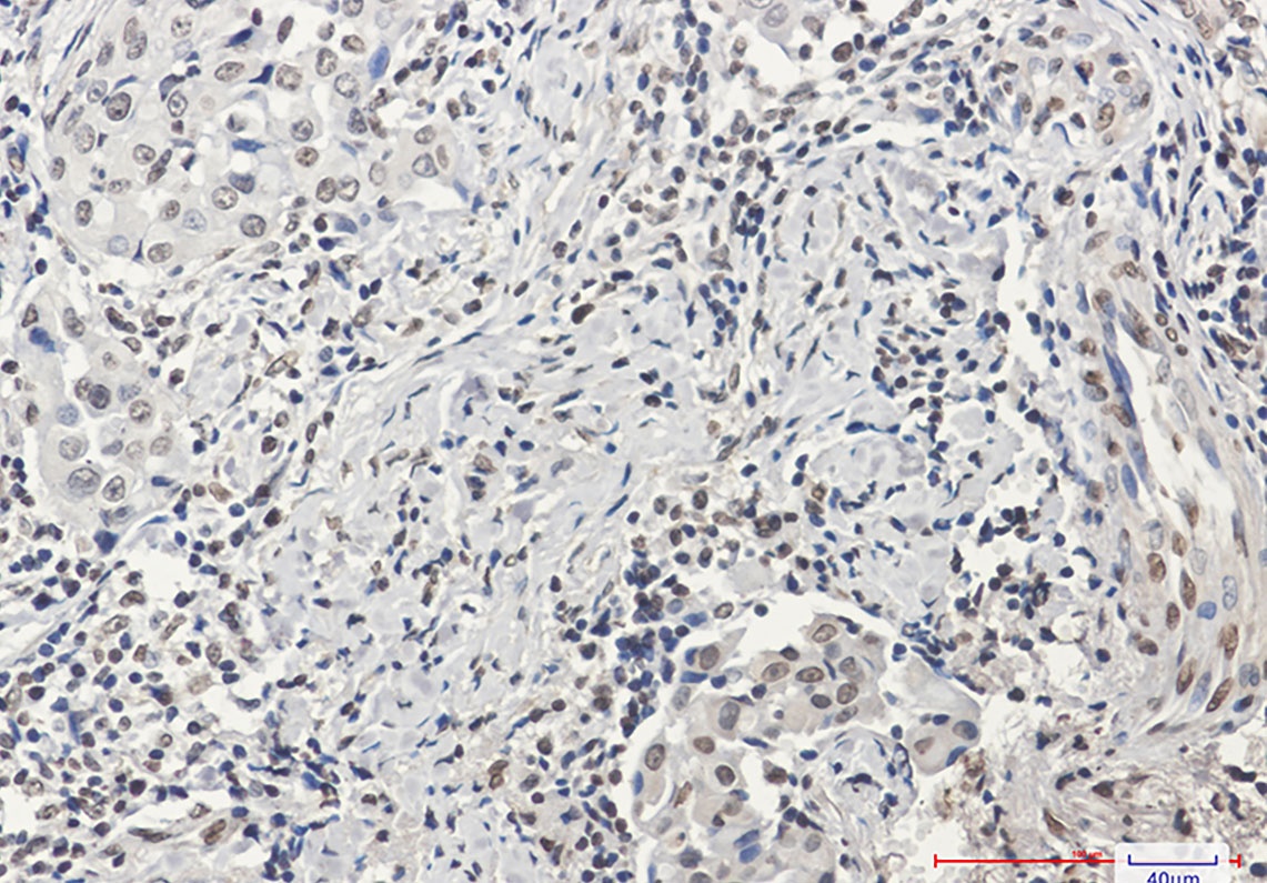 H3C1 Antibody