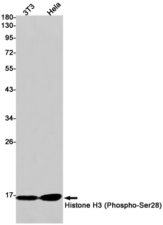 H3C1 Antibody