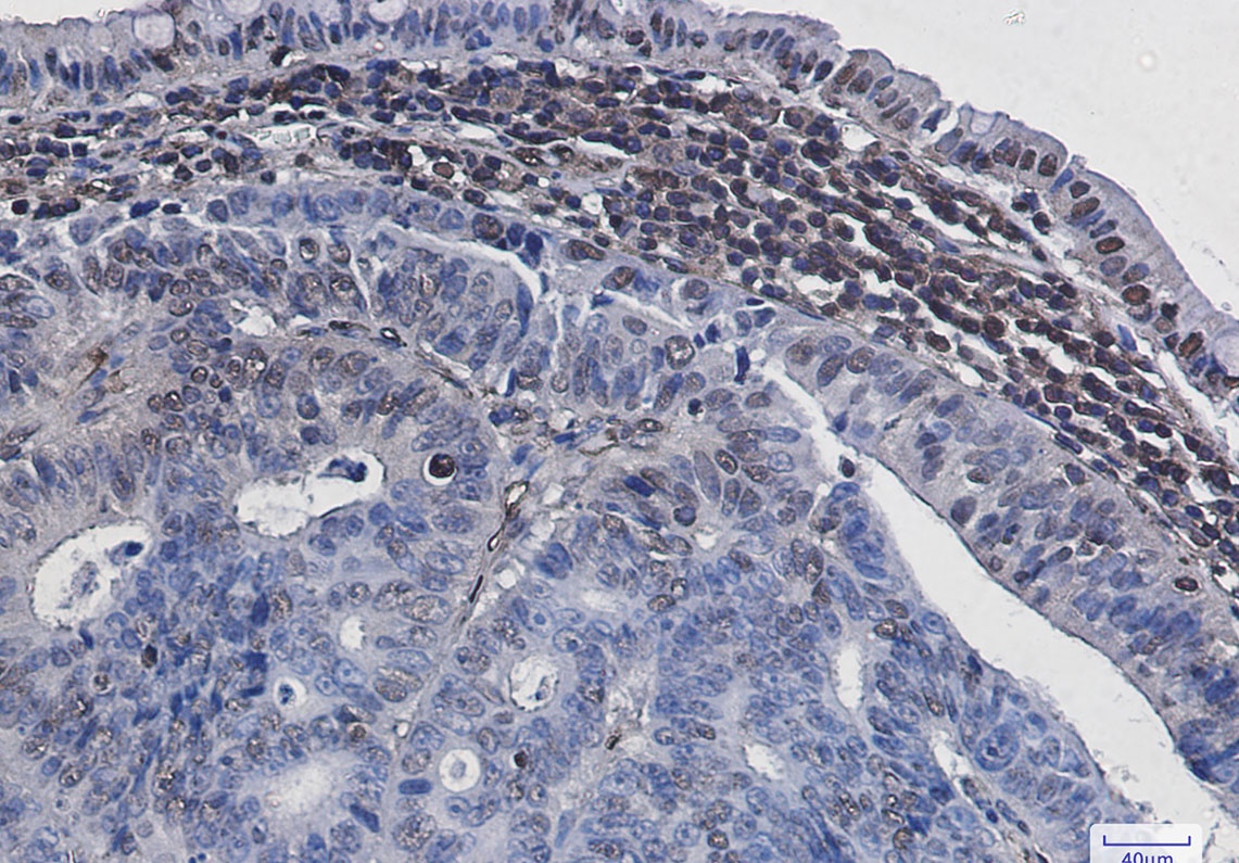 H3C1 Antibody