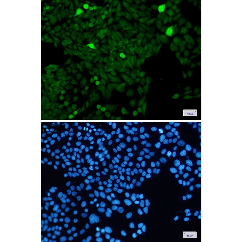 H3C1 Antibody