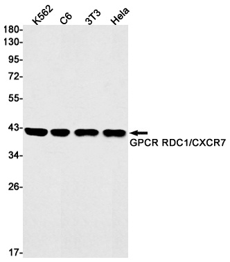 ACKR3 Antibody